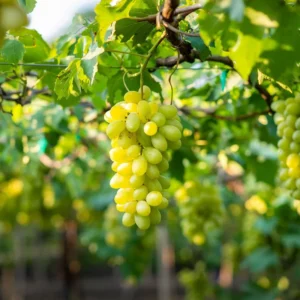 Niagara Grape Vine - 2 Bare Root Live Plants - White Grape Variety