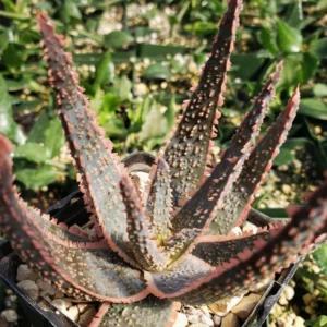 Aloe Purple Haze Succulent - 4 inch Potted Aloe Hybrid Plant