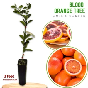 Blood Orange Tree - Grafted Citrus Tree - 2+ ft Tall - Exotic Citrus Variety - Not Ship CA