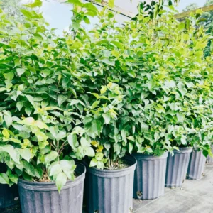Surinam Cherry Tree - 3 Feet Tall - 3 Gallon Pot - Sweet and Tart Fruits - Not Ship CA
