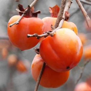 Hachiya Persimmon Tree - Grafted Tree - 3-4 ft Tall - Ships in 3 Gal Pot
