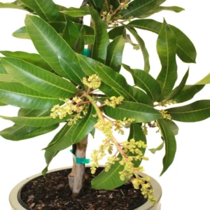 Kent Mango Tree Grafted Live Plant - 1 ft Tall - 6