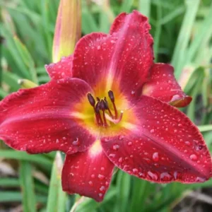 Red Volunteer Daylily Root Fans - 3 Bare Root Plants - Red & Yellow Flowers
