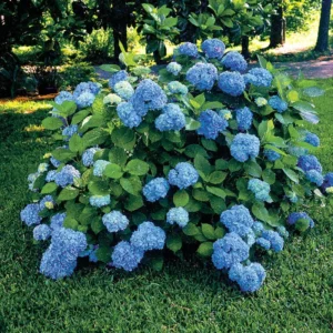 Nikko Blue Hydrangea Plant - 6-12 Inch Hydrangea Flowers