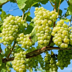 Niagara Grape Vine - 2 Bare Root Live Plants - White Grape Variety