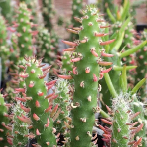 Eve's Pin Cactus Austrocylindropuntia Subulata - 2" Potted Plant - Unique Succulent