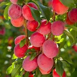 Plum Tree Mariposa - 3 Gallon 3 Feet Sweet Fruit Tree - Home Garden Ready - Not Ship CA