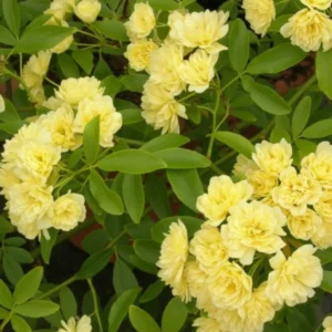 Yellow Rose Plant Rosa Banksiae Lutea Climbing Rose 1-2 ft 6" Pot