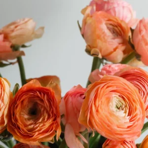Ranunculus Orange Shade Bulbs 25-Pack Flower Bulbs Jumbo Size Buy 4 Get 1 Free