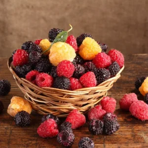 All Season Raspberry Plant Collection - Heritage, Golden, Joan J, Tahi Black - Garden Ready