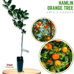 Hamlin Orange Tree - 1 Gallon Potted Citrus Tree - 2 Feet Tall - Not Ship CA