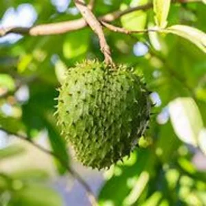 Soursop Tree - 1 Gallon Tropical Fruit Tree - 2 to 3 Feet Tall - Not Ship CA