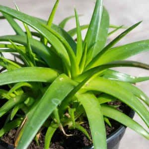 Dyckia Naked Lady Plant - 2.5 Inch Potted Succulent, Silver Foliage
