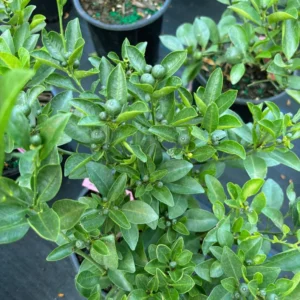 Calamondin Tree Bush 1 Gal Citrus Tree - Compact Home Garden Plant - Free Shipping - Not Ship CA