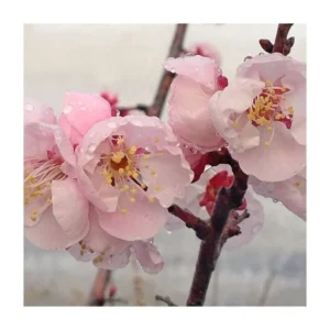 Prunus Mume Bongo Apricot Fruit Tree 2-3 ft Tall Potted