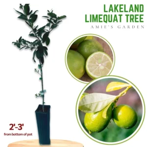 Lakeland Limequat Tree - Grafted Citrus Tree - 2 Feet Tall - Juicy Fruit Plant