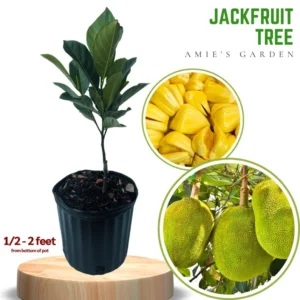 Jackfruit Tree Live Plant - 3 Gallon - 3 to 4 Feet Tall - Tropical Fruit Tree - Not Ship CA