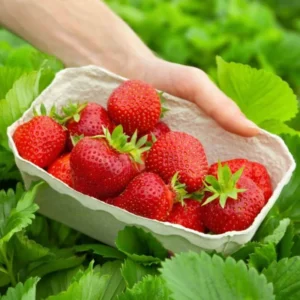 Quinault Strawberry Plants - 50 Everbearing Bare Root Plants