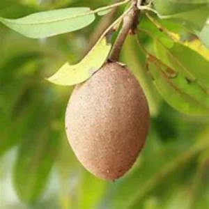 Sapodilla Tree - 3 Feet Tall Tropical Fruit Tree in 3 Gallon Pot - Flowering - Not Ship CA