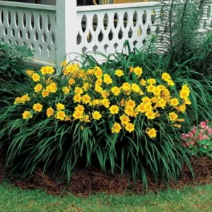 Stella De Oro Daylily Fans - 5 Root Systems - Golden Blooms