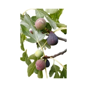 Black Mission Fig Plant - Live Starter Tree - Sweet & Juicy Fruiting Variety