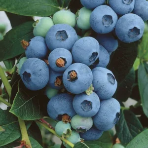 North Country Blueberry Plant - Half-High Bush, 1 Quart, Bare Root, 10-12 inch - Buy 4 Get 1 Free