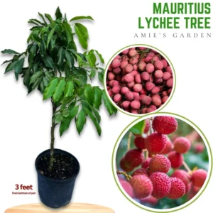 Lychee Tree Live Plant - 3 Feet Tall in 3 Gallon Pot - Ready for Your Garden - Not Ship CA