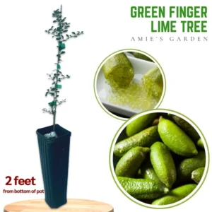 Green Finger Lime Tree - Live Plant - 1 to 2 ft Tall - Ready to Plant - Not Ship CA