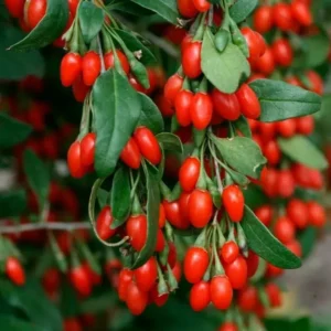 Goji Berries Plant - Lycium Barbarum Fruit Tree - 1 Feet Tall - 6 Inch Pot