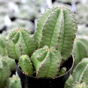 Euphorbia anoplia Tanzanian Zipper Plant Cactus - 2.5 inch Potted Cacti