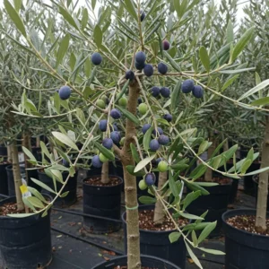Olive Arbequina Tree Plant - 2 Feet Tall - Easy to Grow