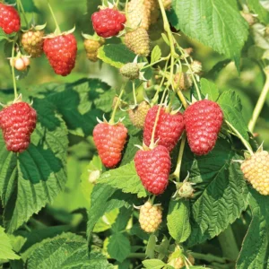 Joan J Raspberry Plant - Bare Root - Set of 5 Live Raspberry Plants