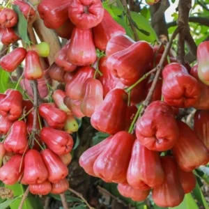 Wax Apple Tree - Syzygium Samarangense Plant - 1-2ft Java Apple Fruit Tree