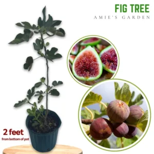 Live Fig Tree Plant - 2 Feet Tall - 3-Gallon Pot - Delicious Fruit - Garden Ready - Not Ship CA