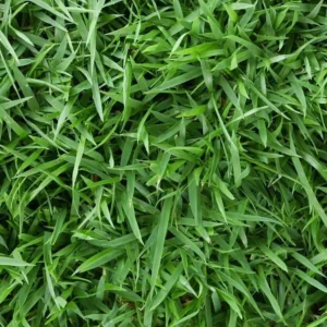 Emerald Zoysia Grass Seeds - 5000 Seeds - Premium Lawn Turf - Drought & Heat Tolerant