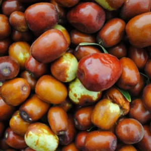 Lang Jujube Tree - 3 Feet Tall Grafted Tree - 3 Gal Pot