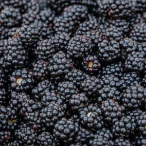 Blackberry Plants - 5 Prime Ark Thornless Primocane Plugs - Large Blackberries