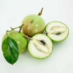 Caimito Tree - 3 Gallon 3 feet - Exotic Fruit Tree - Fast Growing Home Garden Plant - Not Ship CA