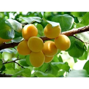 Prunus Mume Bongo Apricot Fruit Tree 2-3 ft Tall Potted