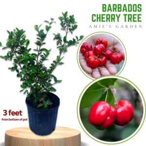 Sweet Barbados Cherry Tree - 3 ft Tall Live Grafted Acerola Tree with Pot - Not Ship CA