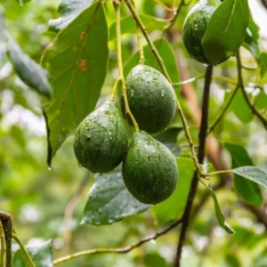 Holiday Avocado Tree - 1 Feet Tall Grafted Plant - Shipped in Bag
