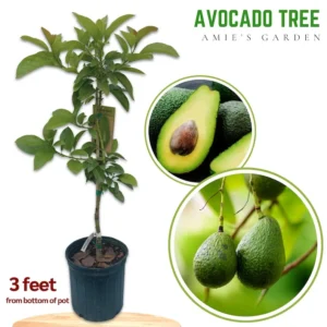 Hass Catalina Avocado Tree - 2 ft Potted Fruit Tree - 3 Gallon - Includes Soil - Not Ship CA