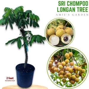 Longan Tree Sri Chompoo Live Plant - 2 to 3 Feet Tall - 3 Gallon Pot - Shipped with Soil - Not Ship CA