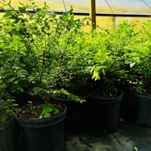 Jaboticaba Fruit Tree - 3 Gallon 2 Feet Live Plant - Exotic Brazilian Fruit Tree for Home Gardens - Not Ship CA