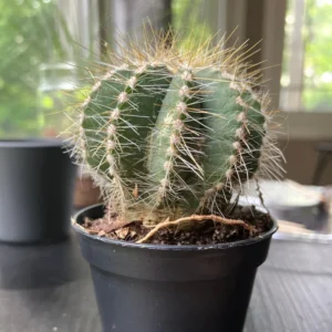 Balloon Cactus - Notocactus Magnificus - 2.5 inch Potted Succulent Hand Picked