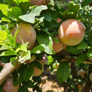 Plumcot Tree - Plum Apricot Hybrid Tree - 2-3 ft Tall