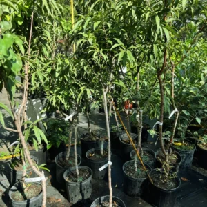 Peach Tree - 4 ft Live Plant in 3 Gallon Pot - Fast Growing Peach Tree - Not Ship CA