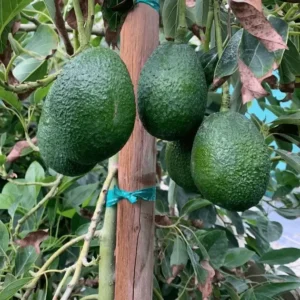Gwen Avocado Tree - 1 ft Grafted Tree Sapling - Ships in Bag