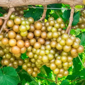 Late Fry Muscadine Grape Vine - 2 Year Old Bare Root Plant - 1-2ft Tall