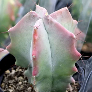 Stenocereus Pruinosus Gray Ghost Organ Pipe Cactus - 2.5 inch Potted Succulent